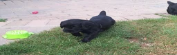 Cocker Spaniel dogs for sale: Cocker spaniel puppies for sale  - Advert 2