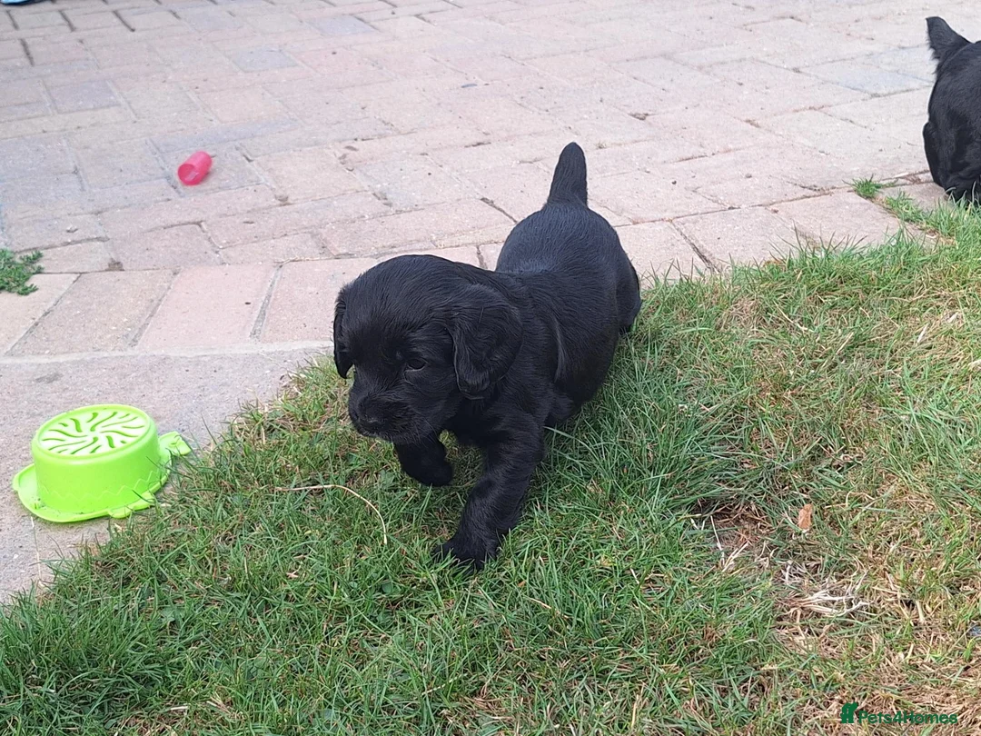 Cocker Spaniel dogs for sale: Cocker spaniel puppies for sale  - Advert 2
