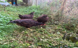 Chickens poultry for sale: Rhode Island Red pullets - Image 2