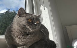 British Shorthair cats for sale: BRITISH SHORTHAIR FOR SALE  - Image 1