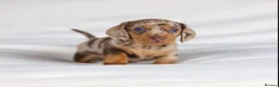 Miniature Dachshund dogs for sale: Quality miniature DACHSHUNDS - Advert 6