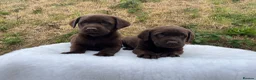 Labrador Retriever dogs for sale: 0/0 hips ⭐️ HEALTH TESTED KC REG chocolate puppies in Llanybydder - Advert 5