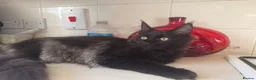 Maine Coon cats for sale: Exceptional pedigree MaineCoon female - Sprite - Advert 14