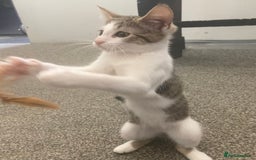 European cats for sale: 2 Adorable Kittens ready for their forever homes  - Image 17