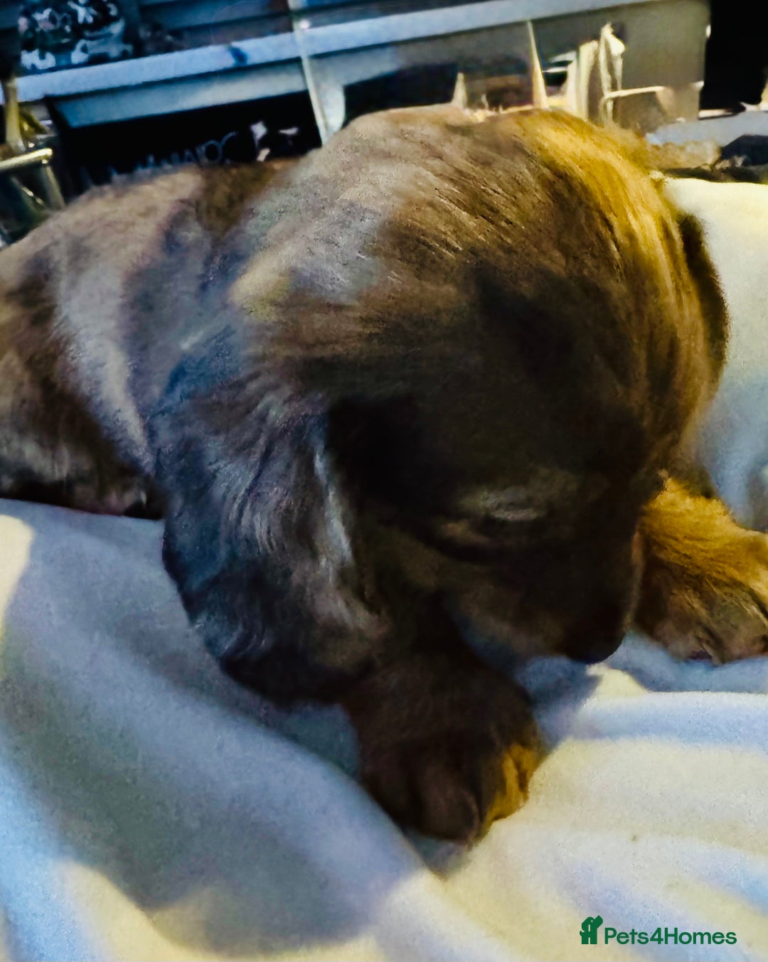 Miniature Dachshund dogs for sale: Beautiful minature dachshunds  - Advert 3