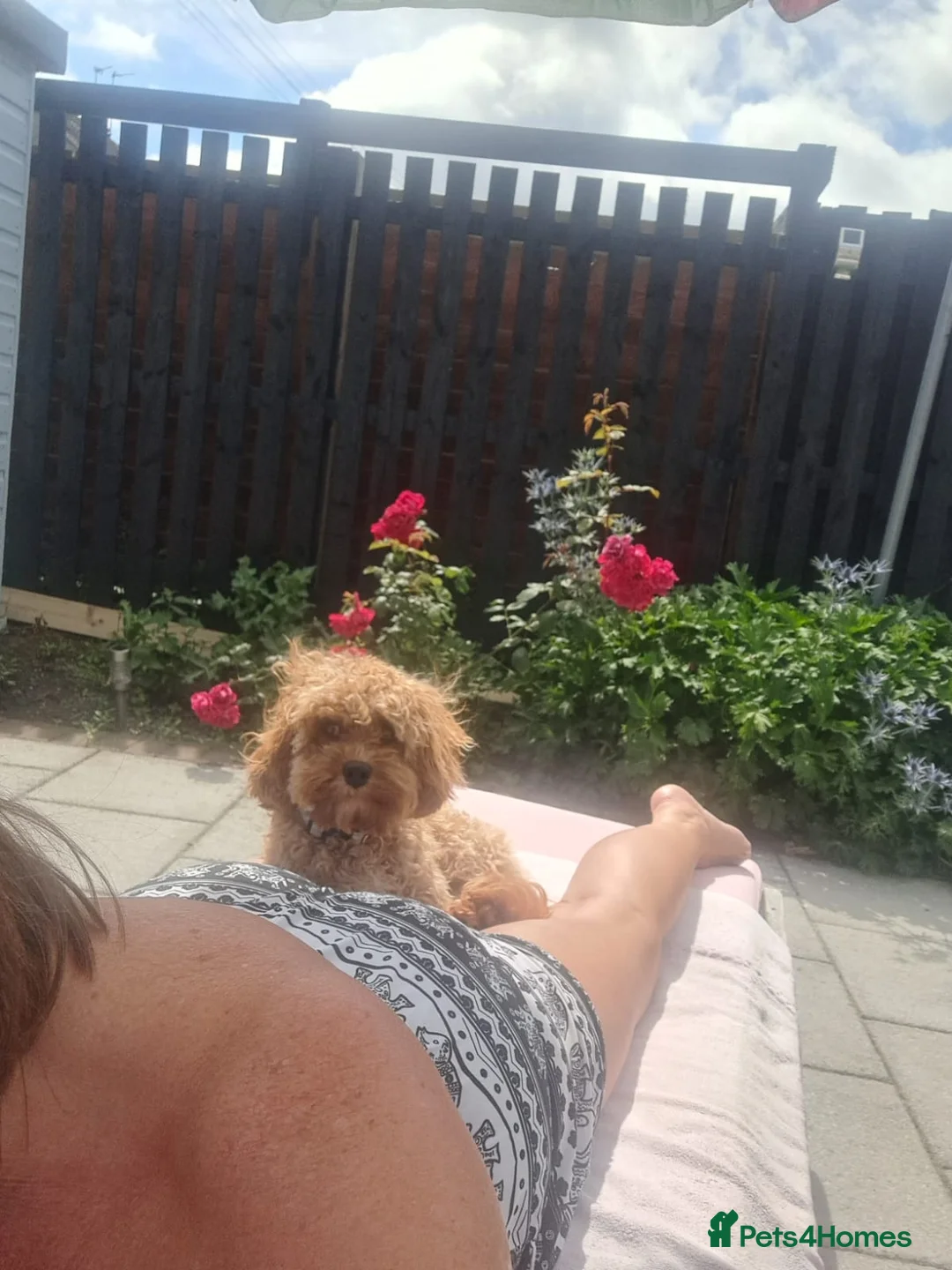 Cavapoo dogs for sale: River toy cavapoo - Advert 10