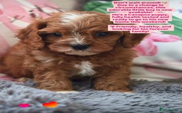 Cavapoo dogs for sale: 🐶 Adorable f1 Cavapoo Puppies 🐶 - Image 1
