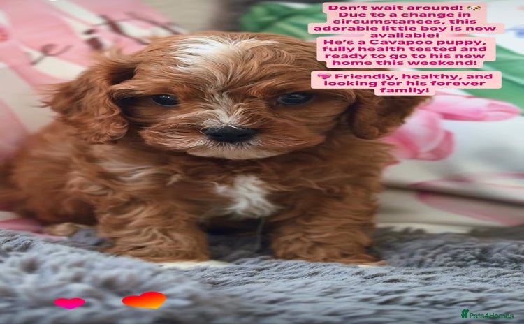 Cavapoo dogs - Advert 11
