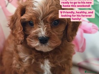 Cavapoo dogs - Advert 4