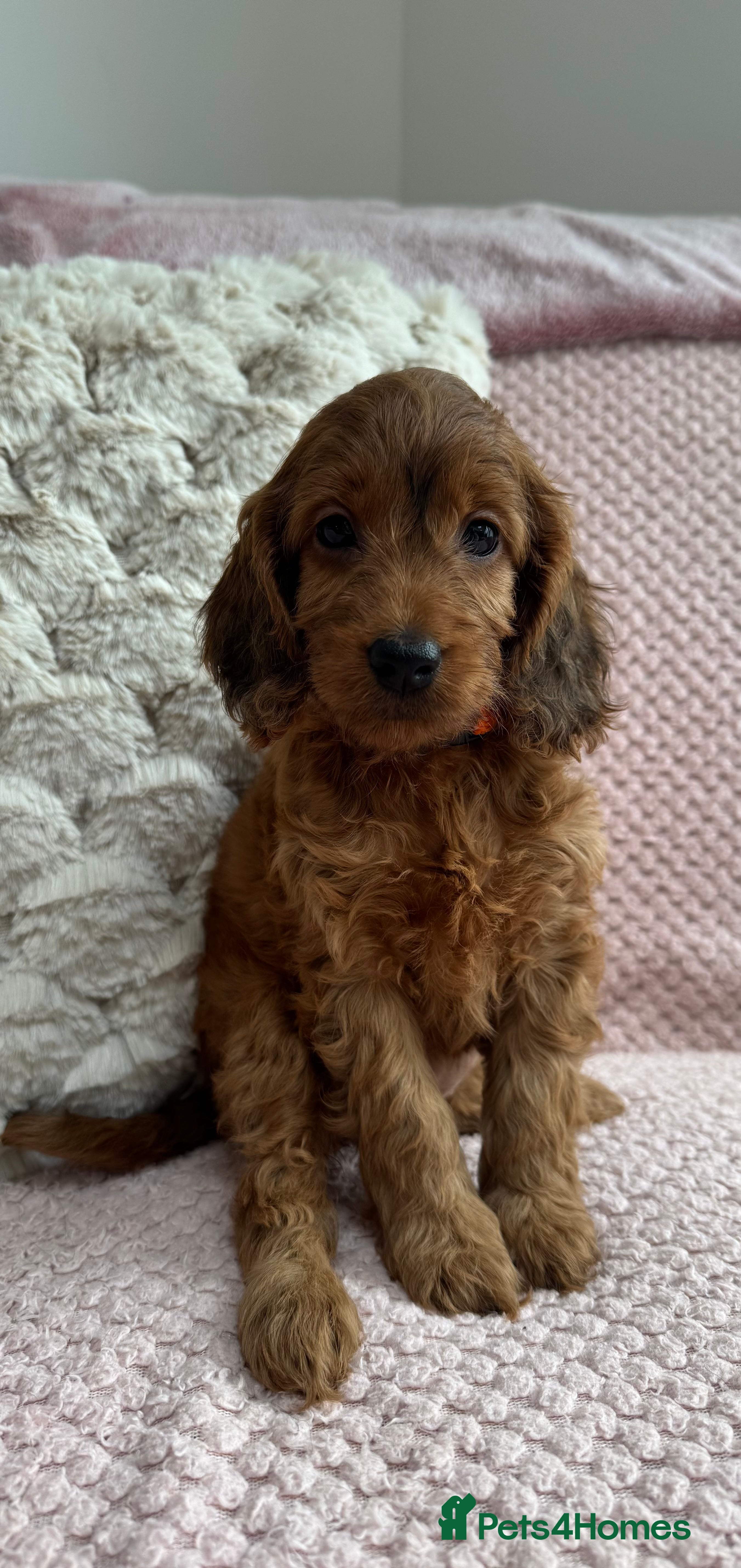 Cockapoo dogs Beautiful Cockapoos puppies - fully health tested  - Advert 4