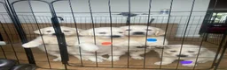 Golden Retriever dogs for sale: STUNNING SHOW LINE GOLDEN RETRIEVER PUPPIES - Advert 3
