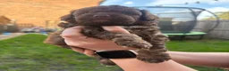 Cockapoo dogs for sale: F1B chocolate cockapoos  - Advert 10