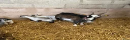 Goats livestock for sale: 2 beautiful Pygmy Nannies with kids at foot ❤️ in Gretna - Advert 5