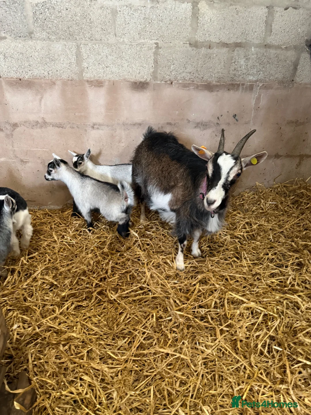 Goats livestock for sale: 4 beautiful Pygmy kids ❤️ - Advert 13