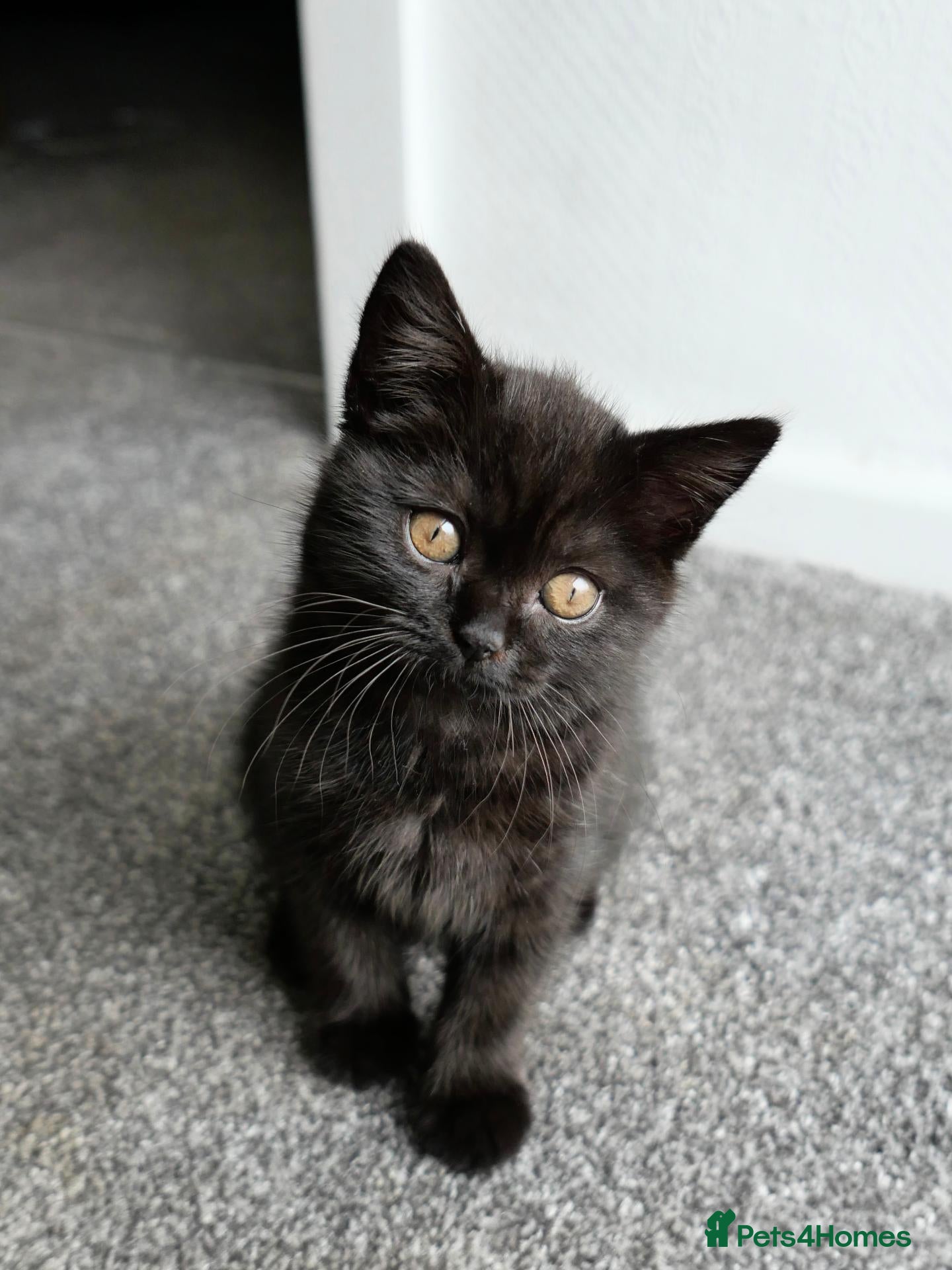 British Shorthair cats GCCF registered Black British Shorthair Kitten - Advert 2