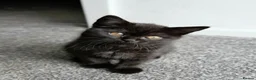 British Shorthair cats for sale: GCCF registered Black British Shorthair Kitten - Advert 1