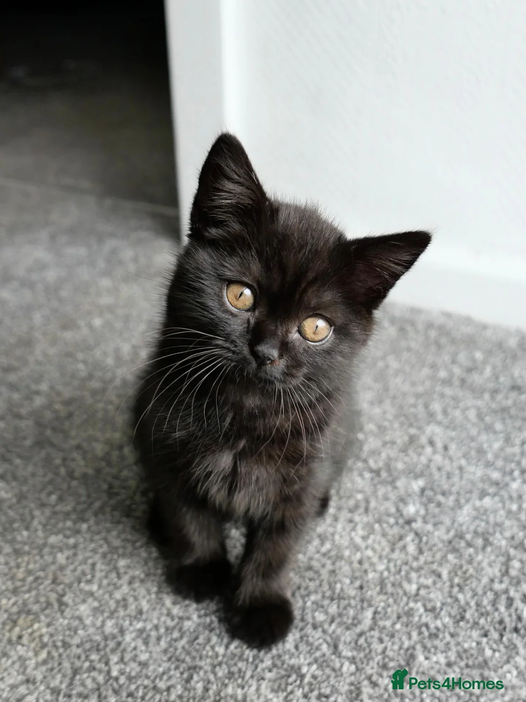 British Shorthair cats for sale: GCCF registered Black British Shorthair Kitten - Advert 1