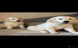 Golden Retriever dogs for sale: White Golden Retriever  - Image 1