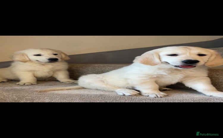Golden Retriever dogs - Advert 2