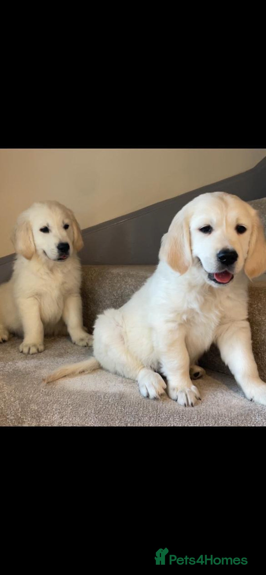 Golden Retriever dogs for sale: White Golden Retriever  - Image 1