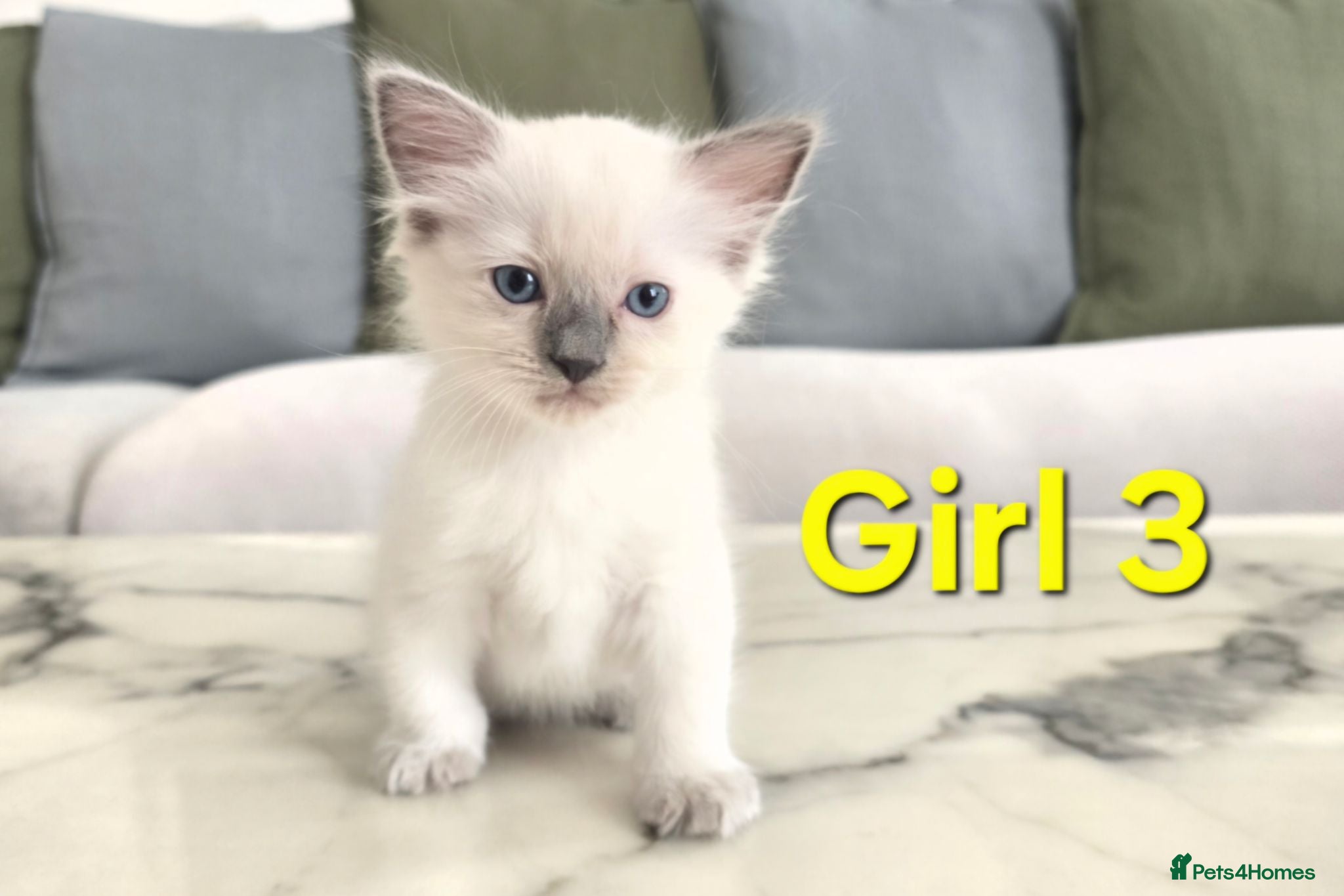 Ragdoll cats 🤍 Pure Ragdoll Kittens Ready to Reserve - Advert 2