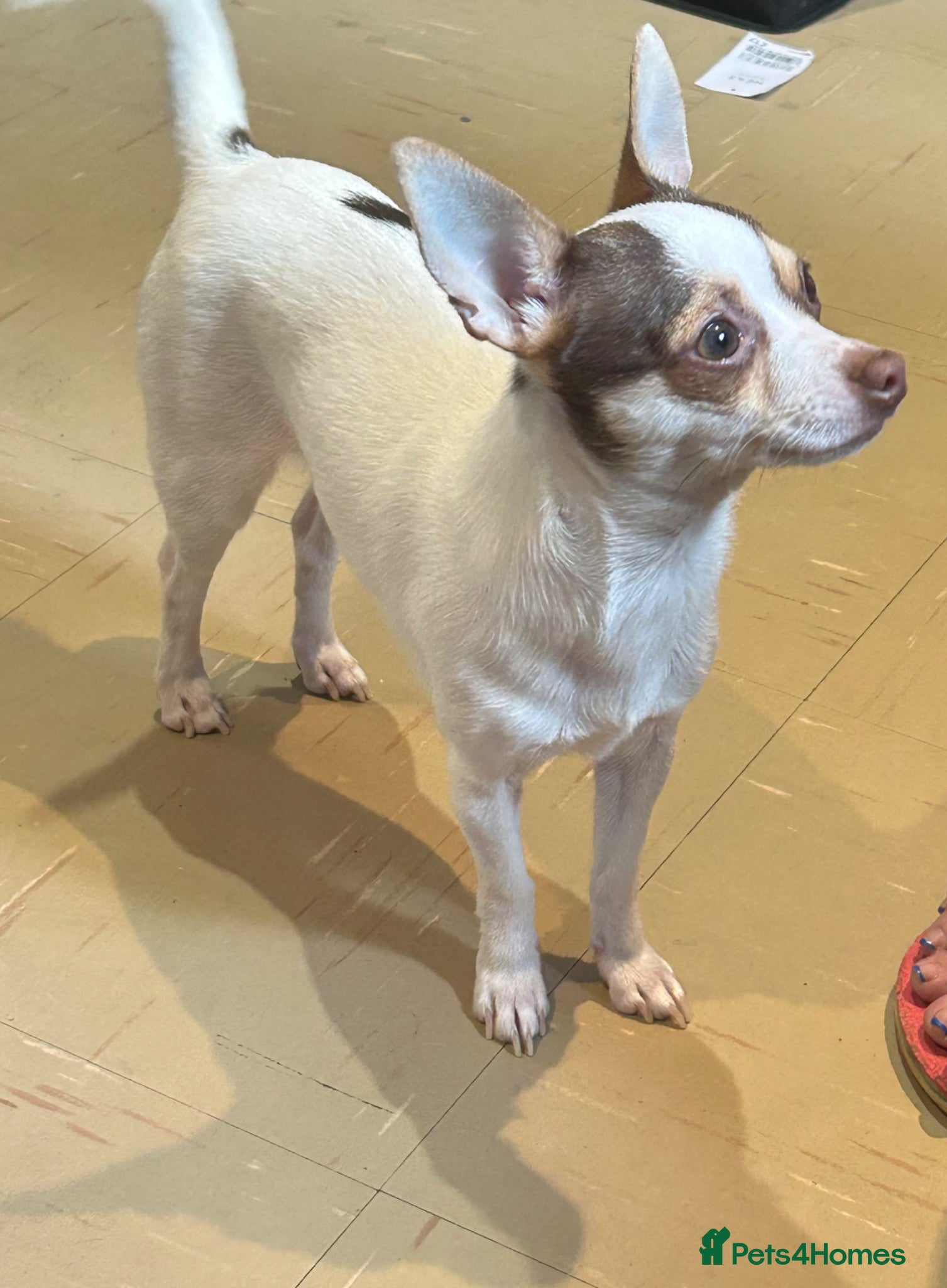 Chihuahua dogs Beautiful chiluahua  - Advert 1