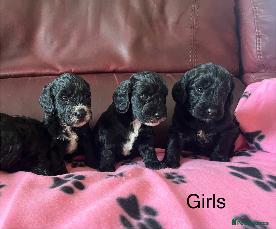 Cockapoo dogs for sale: Stunning litter of F1 Cockapoos - Image 1