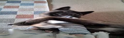 Mixed Breed dogs for sale: 2/3 year old mix breed female  - Advert 2