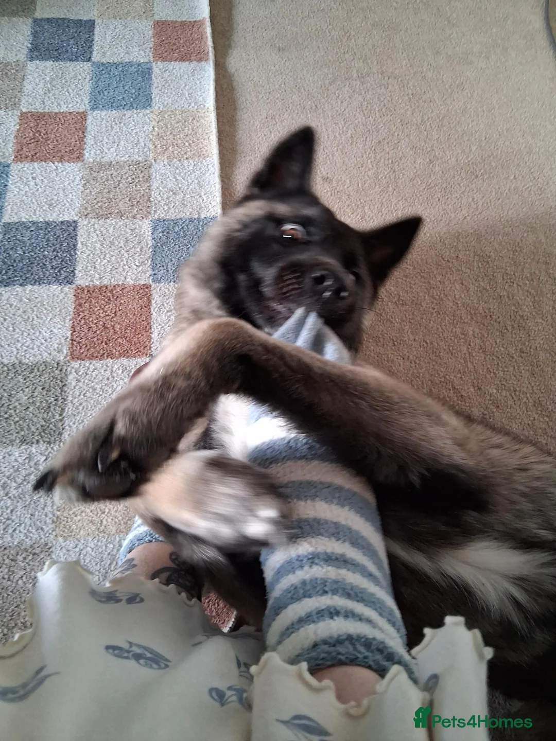 Mixed Breed dogs for sale: 2/3 year old mix breed female  - Advert 2