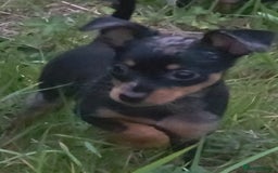 Miniature Pinscher dogs for sale: Miniture Pinscher/Prague Ratter  - Image 16