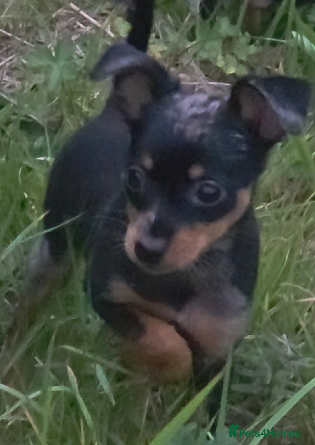 Miniature Pinscher dogs for sale: Miniture Pinscher/Prague Ratter  - Image 16