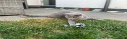 British Shorthair cats for sale: Excitable British Shorthair - Advert 4