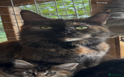Maine Coon cats for sale: Beautiful GCCF Maine Coon kittens - Advert 6