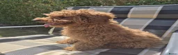 Toy Poodle dogs for sale: Toy Poodle Puppy 🐩 - KC Registered/Health Tested  - Advert 6