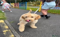Goldendoodle dogs for sale: Our beautiful bailey the goldendoodle ❤️ - Image 1