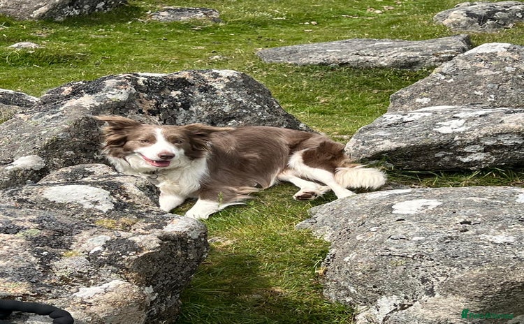 Border Collie dogs - Advert 1