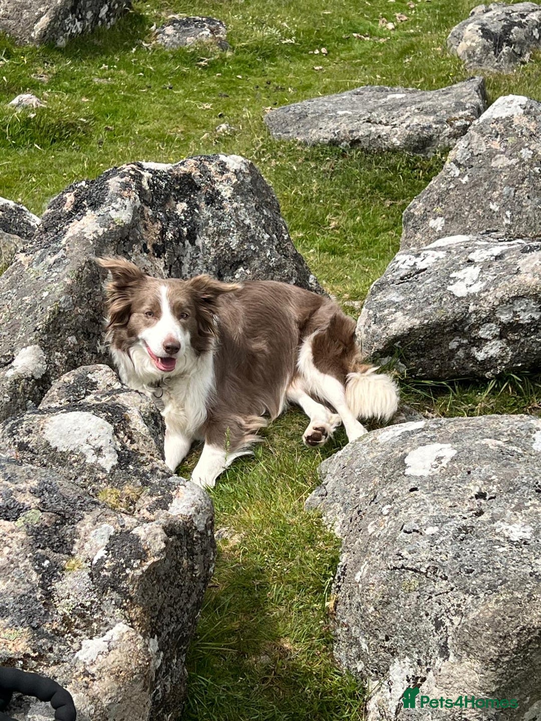 Border Collie dogs for sale: KC Registered Border Collie Puppies for sale - Image 1
