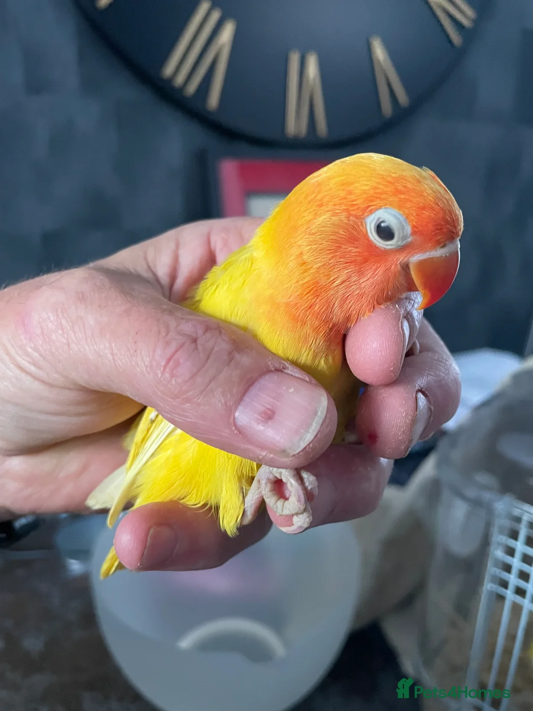 Lovebirds birds for sale: Lovebirds for Sale - Advert 1