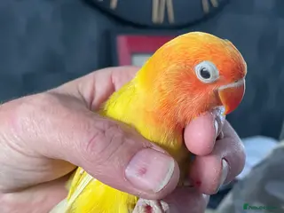 Lovebirds birds Lovebirds for Sale - Advert 3