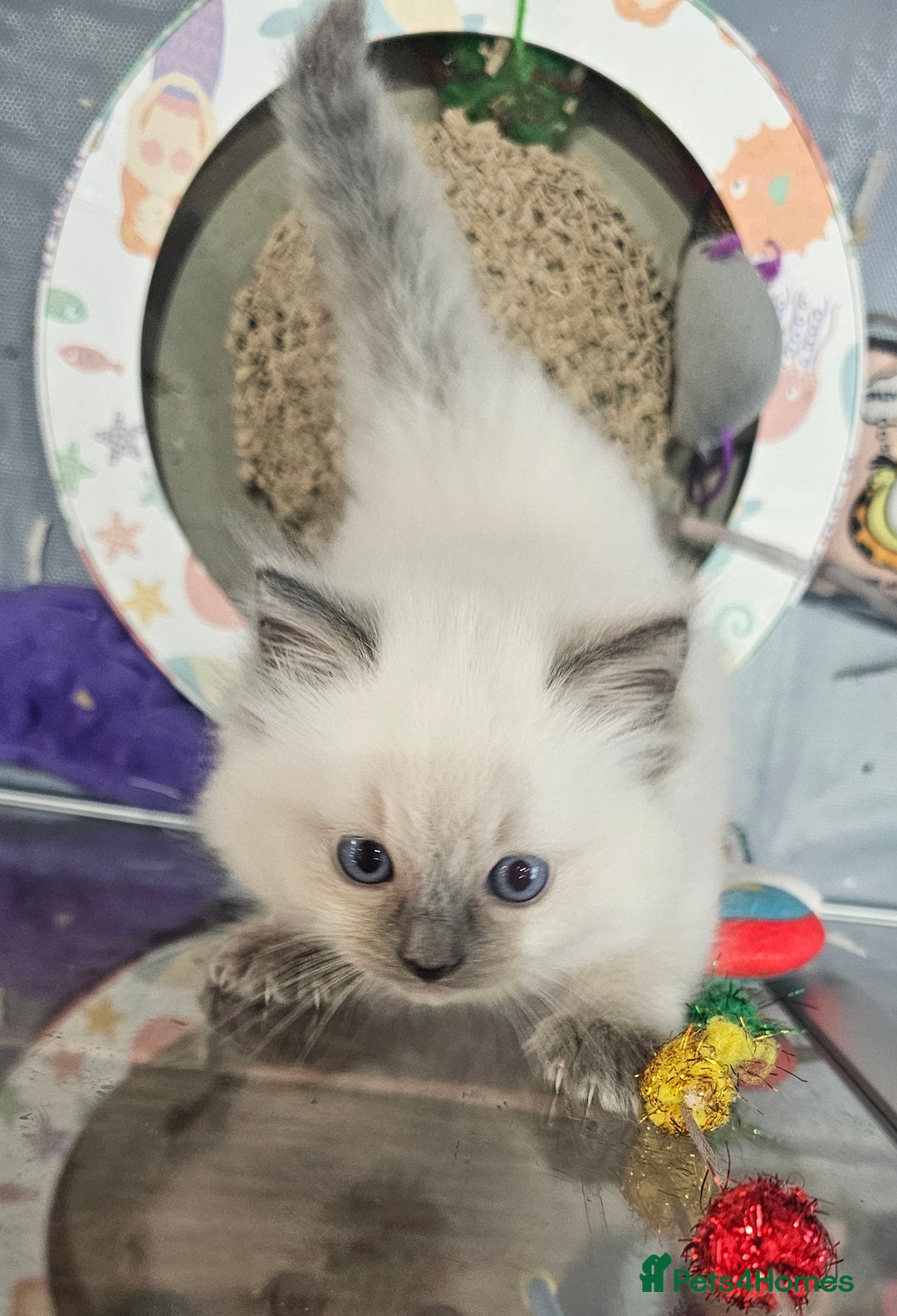 Ragdoll cats for sale: One gorgeous little blue point ragdoll boy - Image 6