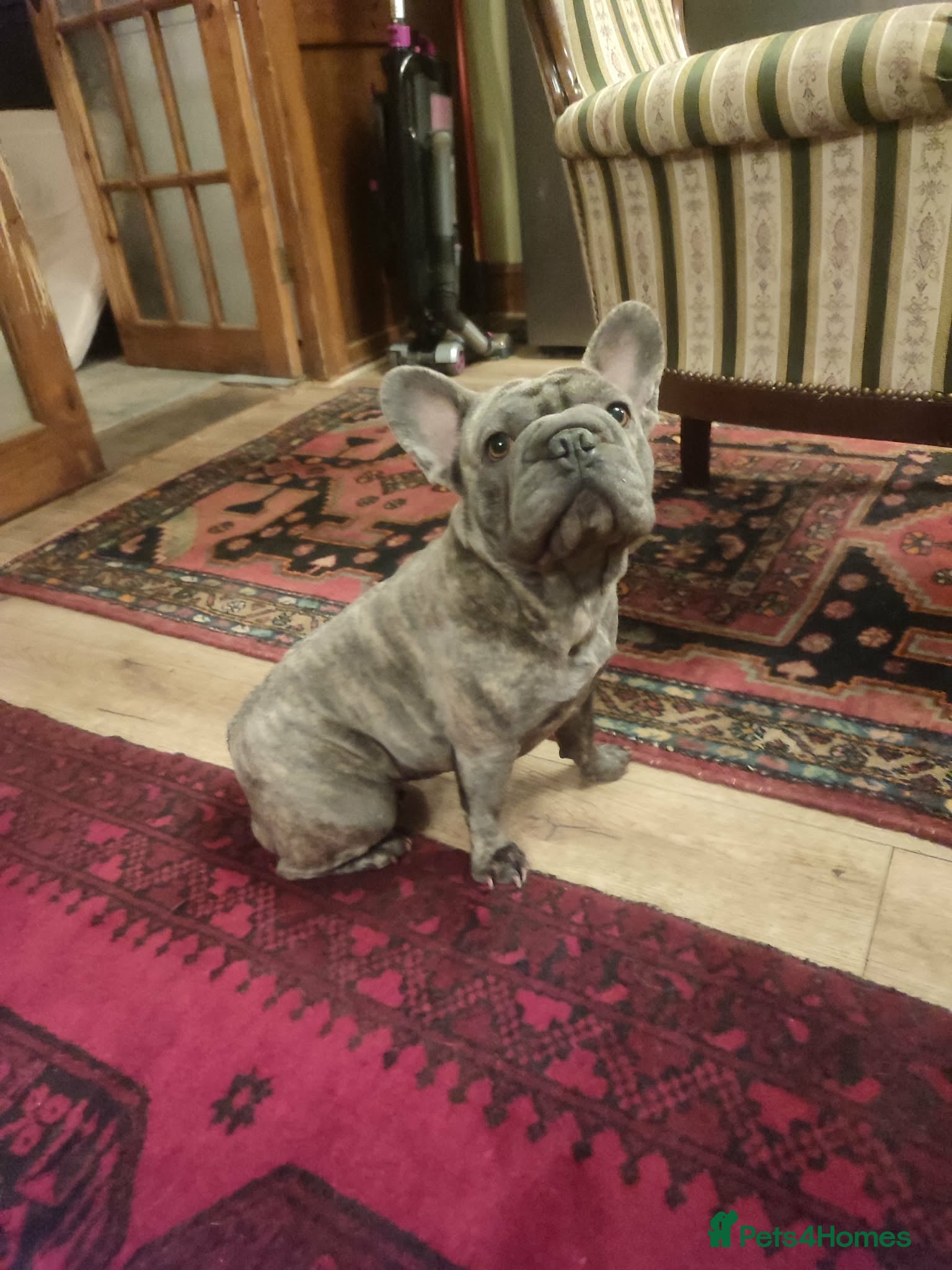 French Bulldog dogs Super friendly Lola for adoption  - Advert 5