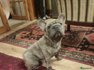 French Bulldog dogs Super friendly Lola for adoption - Advert 1
