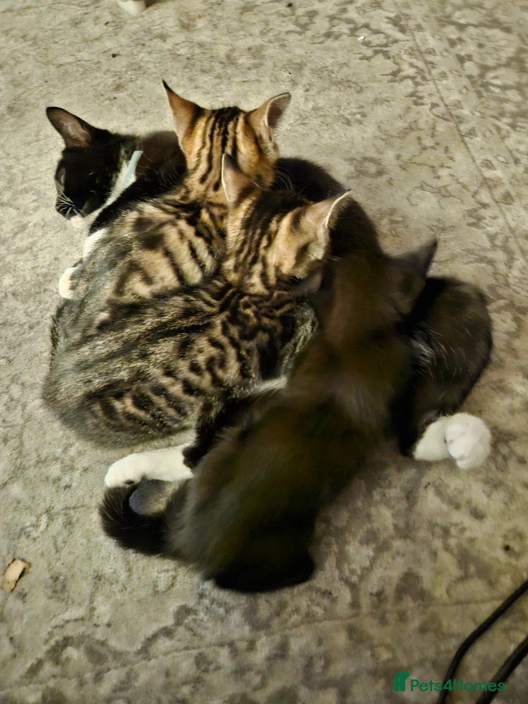 Domestic Shorthair cats for sale: Kittens for sale - Advert 2