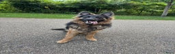 German Shepherd dogs for sale: Rehoming One-Year Old Male German Shepherd - Advert 30