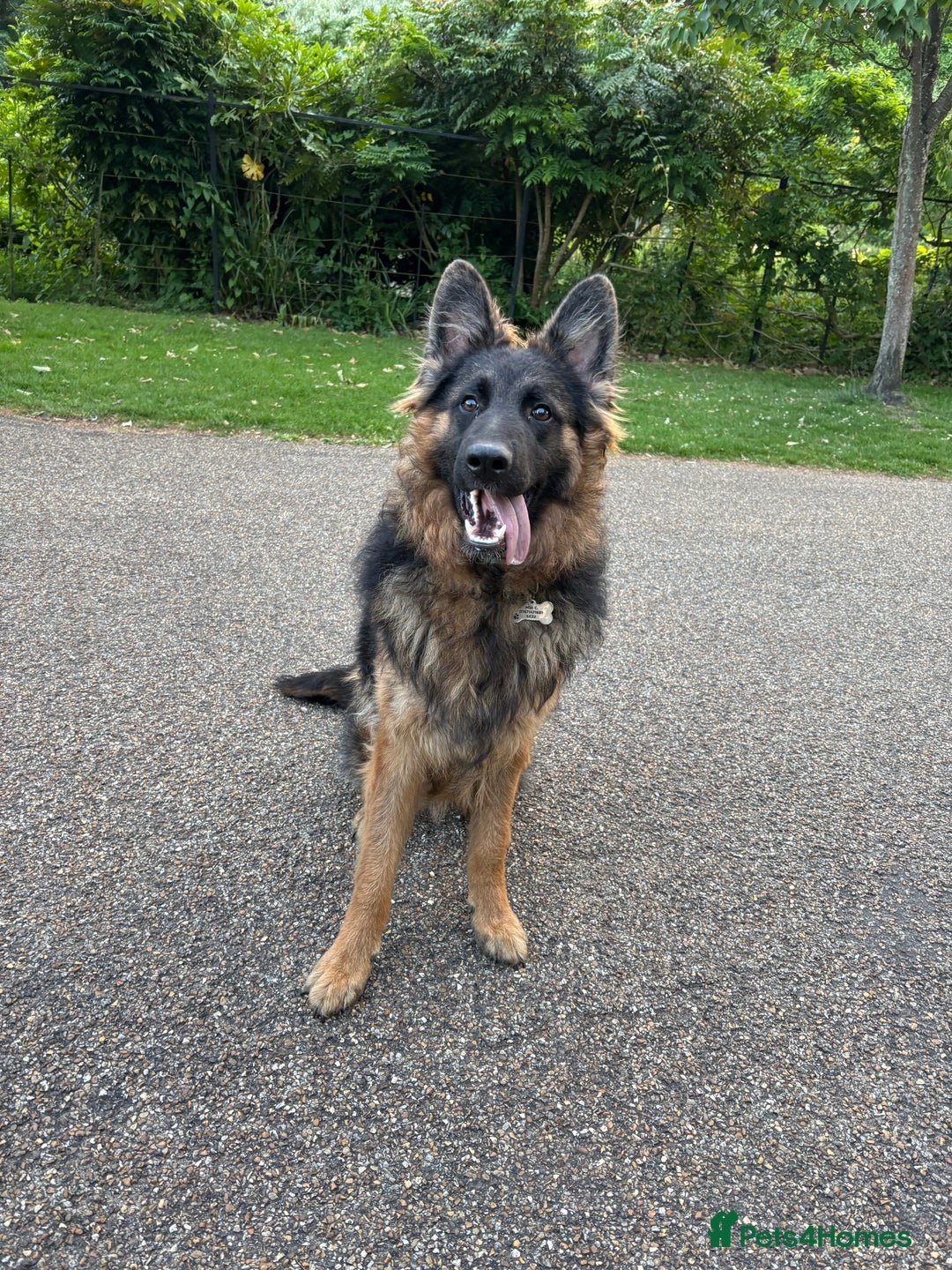 German Shepherd dogs for sale: Rehoming One-Year Old Male German Shepherd - Advert 30