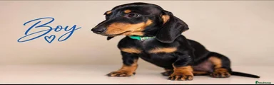 Miniature Dachshund 2