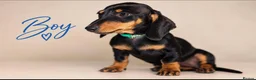 Miniature Dachshund dogs for sale: Pra clear miniature dachshund  - Advert 9