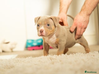 American Bully dogs ⭐️Outstanding American Pocket Bullies⭐️ - Advert 11