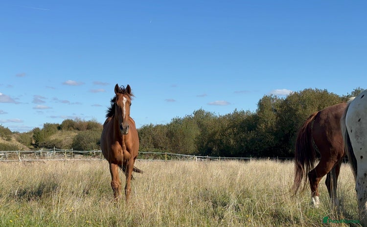 Irish Thoroughbred horses - Advert 1