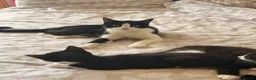 British Shorthair cats for sale: 4 black + white female kittens - Advert 12